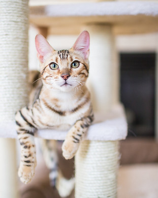 cat resting