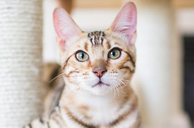 猫の休息