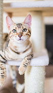 Cat Resting