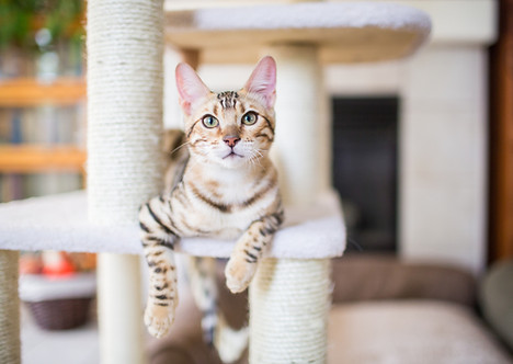 Cream Colored Cat Resting on cat tower