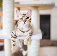 cat resting