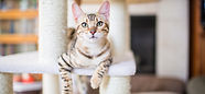 cat, sick