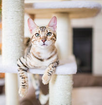 Cat Resting
