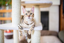 chat repos