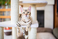 猫の休息