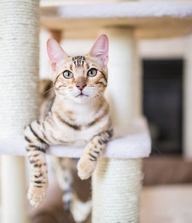 cat resting