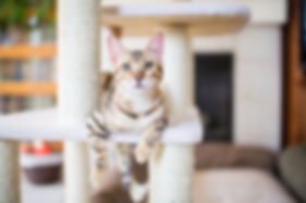 chat en visite à domicile