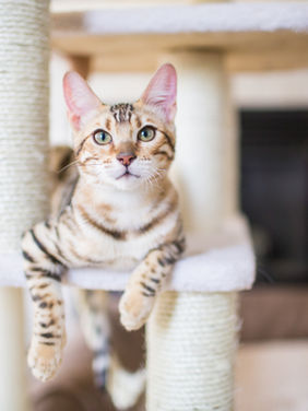 Assistent till tjej i Huddinge som har katt