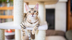 кошка отдыхает