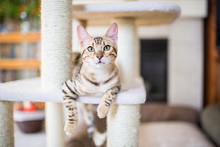 Cat sitting