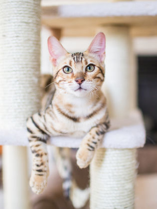 cat laying on a cat tree