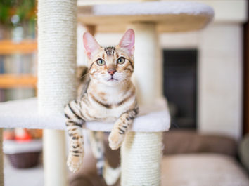 stripes cat
