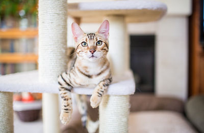cat resting