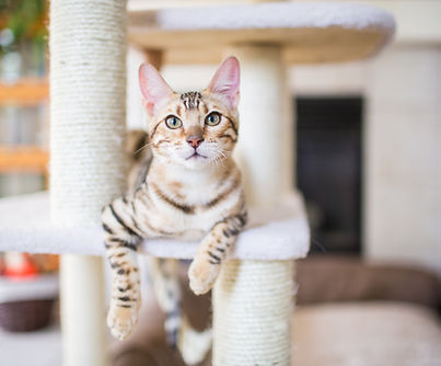 Katze Ruhe