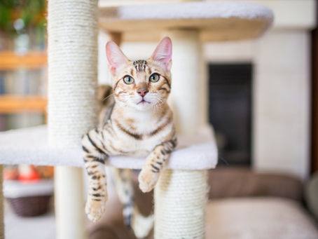 Cat training tips and tricks