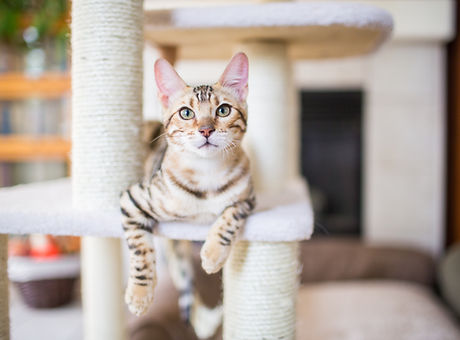 Cat Resting