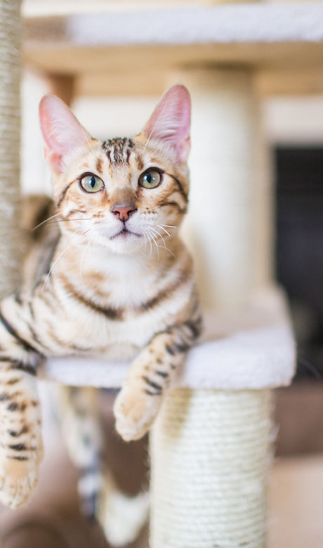 cat resting