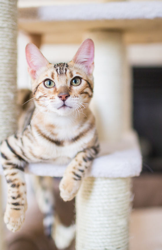 cat resting