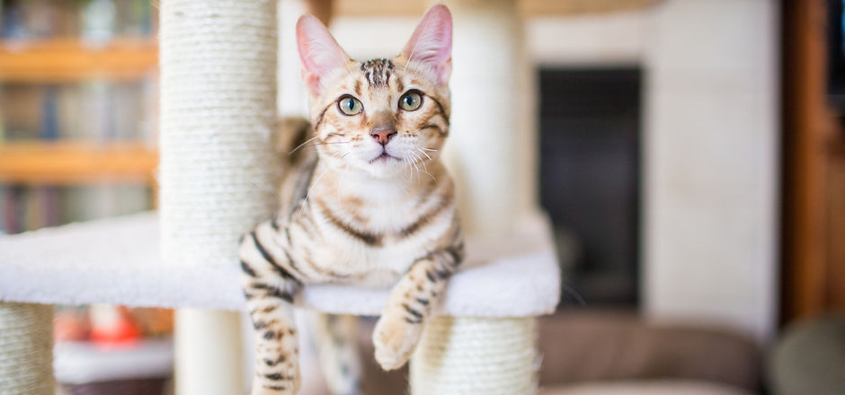 Cat Resting