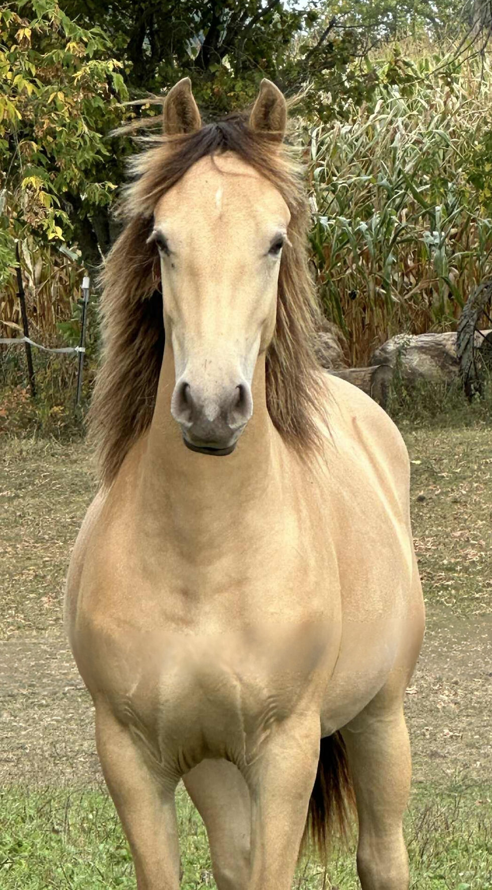 TAS Storms Proud Mary (Willa)