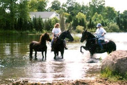 375_train_cheval_pond-deb.jpgauto