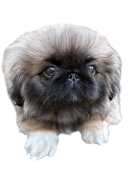 Pekingese Puppies for Sale