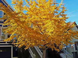 AA. Ginkgo b.jpg