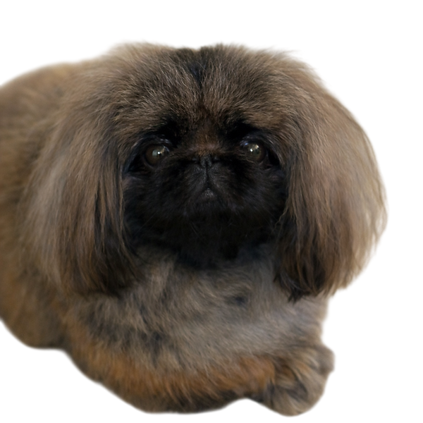 Quality Pekingese Puppies