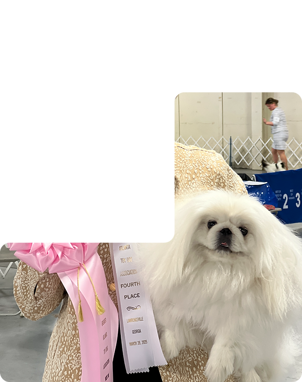 Pekingese Puppies for Sale