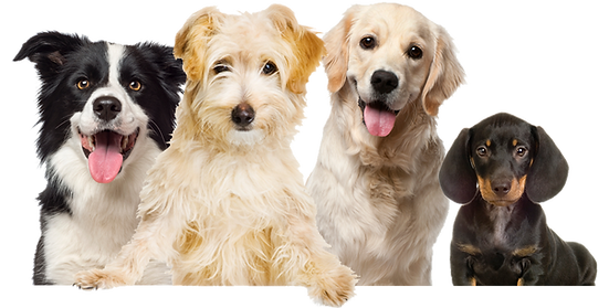 dogs