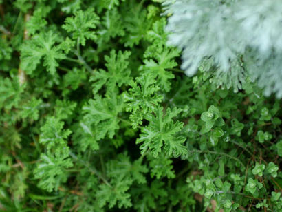 Two Herbs for Vata Season