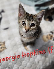 Georgie.jpg