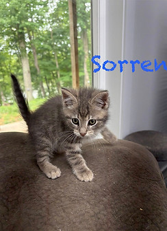 sorren.jpg
