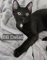 Dallas.jpg