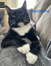 handsome.jpg
