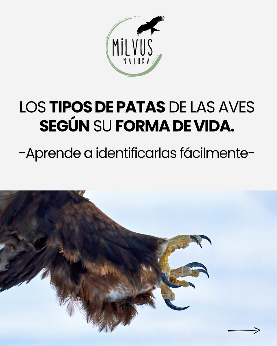 Portada carrusel tipos de patas en aves