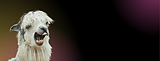 Paula Buritica Elementos Sitio Web (5).png