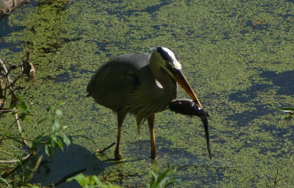 Heron & Catfish