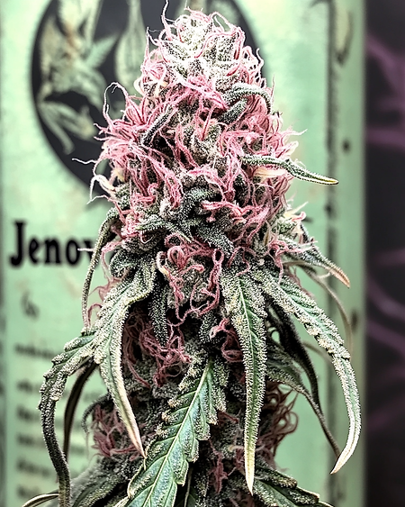 Strain Development