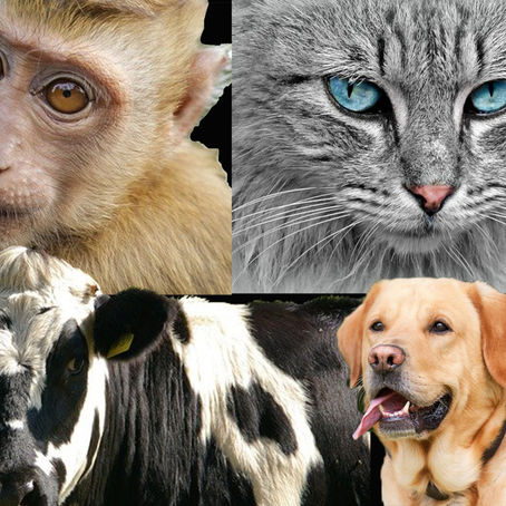 Animal Welfare (Kept Animals) Bill