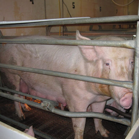 Pig Husbandry (Farrowing) Bill