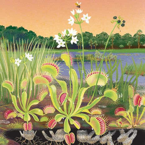 Flora Venus Fly Trap illustration © Margaux Samson Abadie
