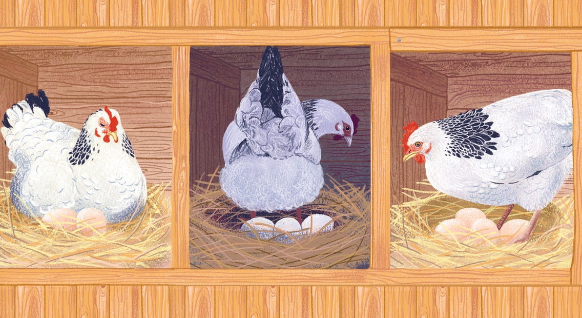 Chicken laying egg illustration © Margaux Samson Abadie