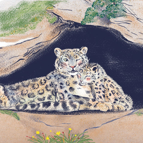 Snow Leopard Fauna illustrations © Margaux Samson Abadie