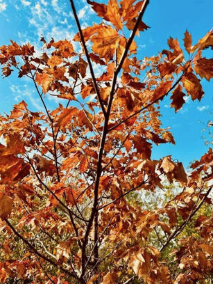 Ramuri subțiri de arțar cu frunze ruginii, scăldate în lumină de toamnă sub un cer senin – reflecție vizuală a trecerii timpului.