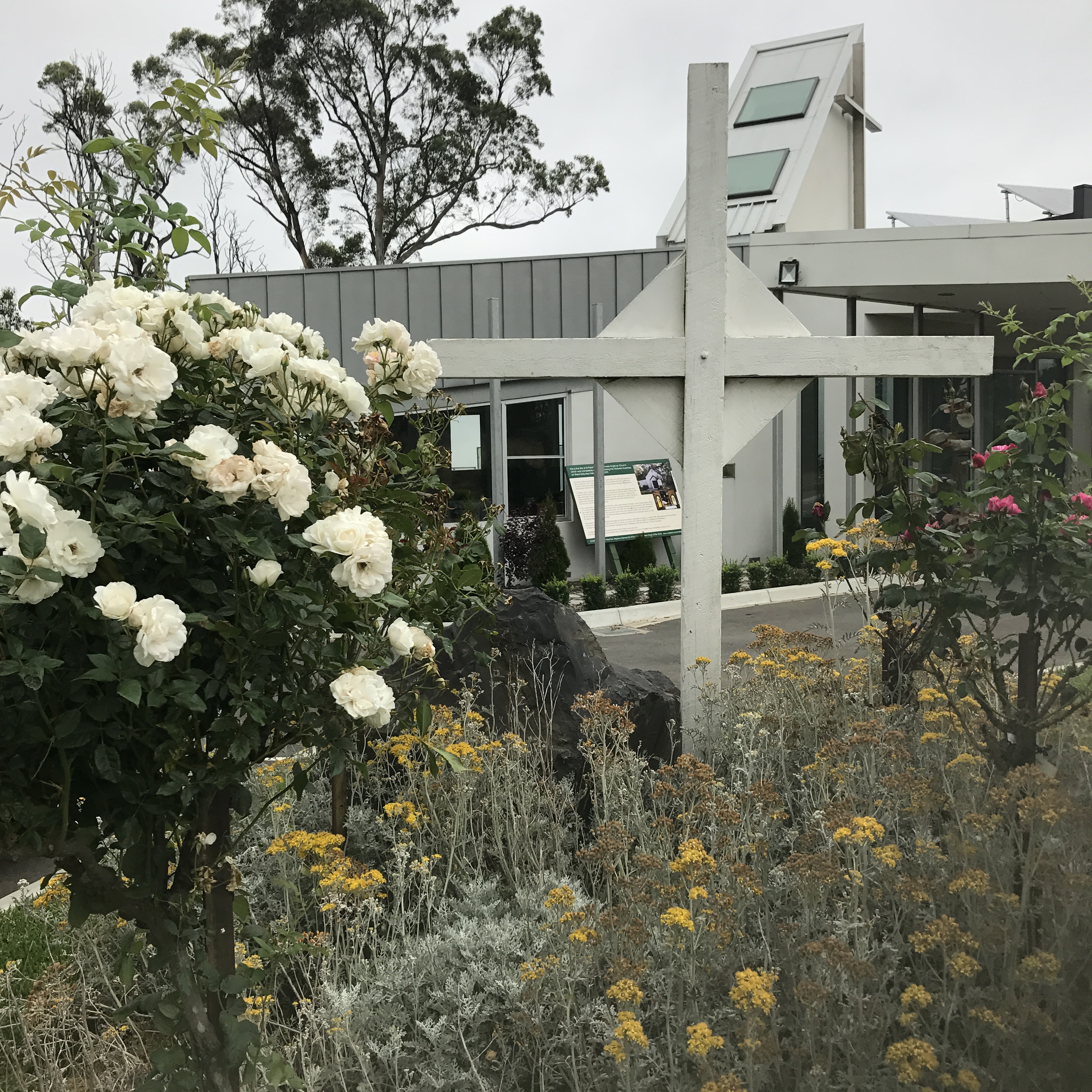 Rosebushes with Church in background