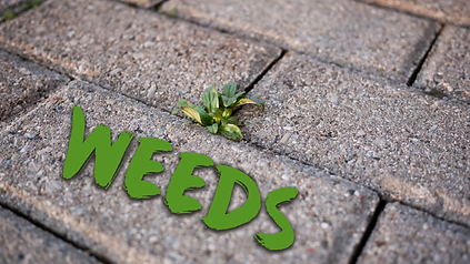 Weeds (web).png