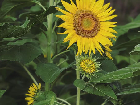 How to Plan the Perfect Family Day Out at Ellia’s Garden