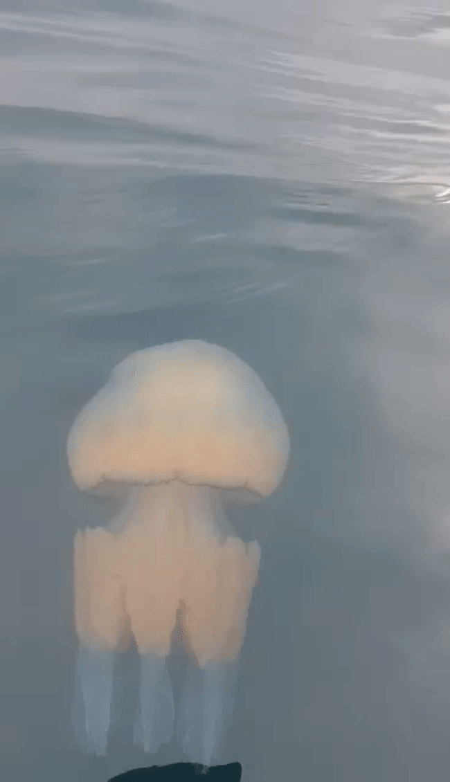 407027225_24549436408003558_7125522520773476026_n.gif