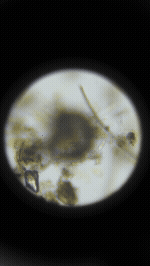 Adobe Express - Untitled.gif